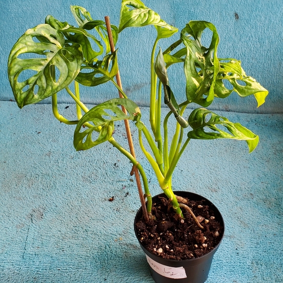 Monstera Adansonii (G) | 3" pot - Picture 10 of 10